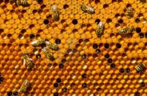 arıların matematik