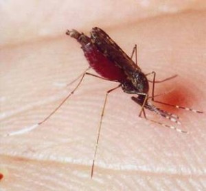sivrisinek anofel sıtma